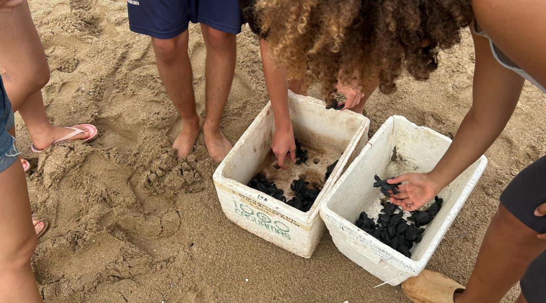 Conservation volunteers handling baby turtles on the beach in Mexico